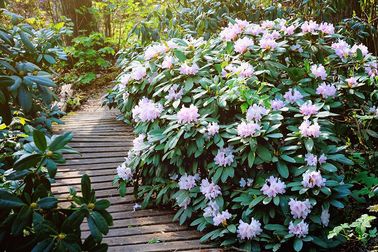 Rhododendronpark - 