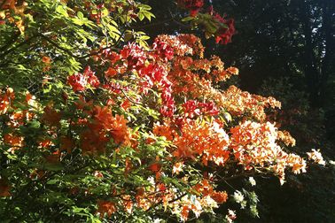 Rhododendronblüte - Schlosspark Dennenlohe