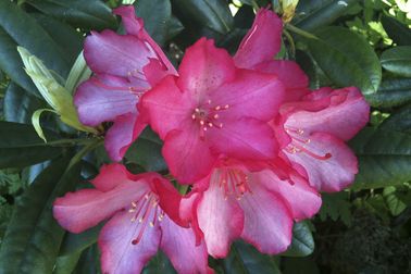 Rhododendronblüte - 