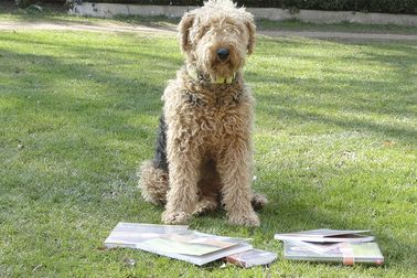 Airedales - 