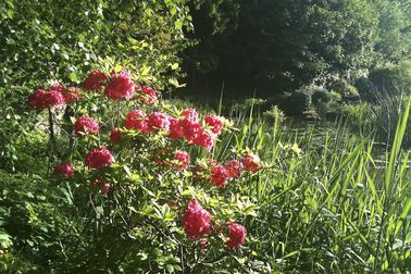 Rhododendronpark - 