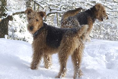 Airedales - 